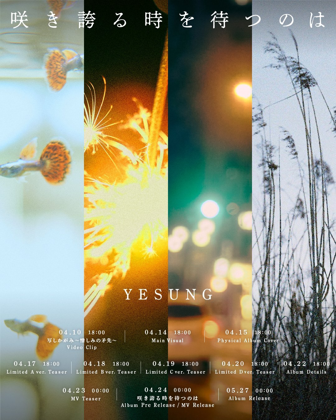 “CB百蓝_。260409 日本官推更新金钟云 相关：YESUNG ‘咲き誇る時