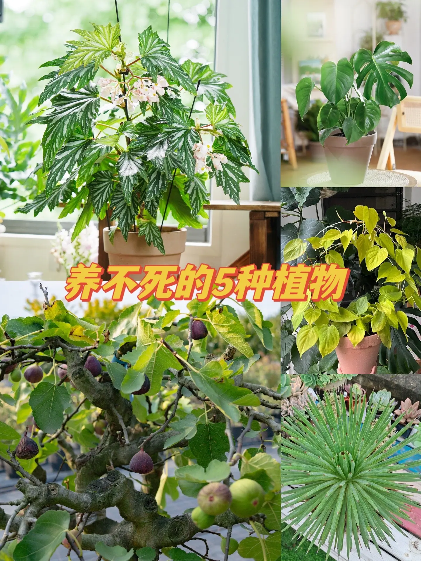 养不死的5种植物，养死算我输！每年夏天难免会空不少盆，死于红蜘蛛、缺水...