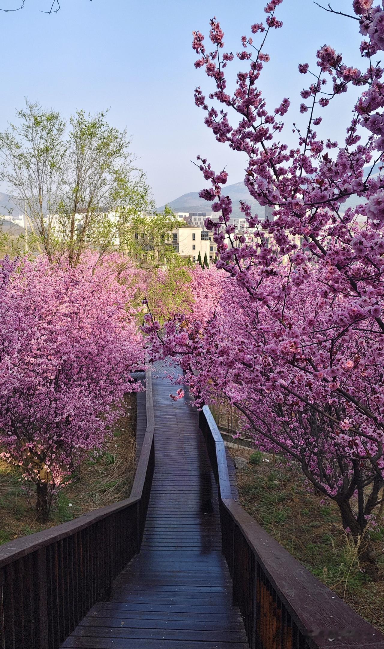 很偏人不少，不知道算不算大连美人梅最多的地方，发现啦不少外地车牌的私家车，总觉得