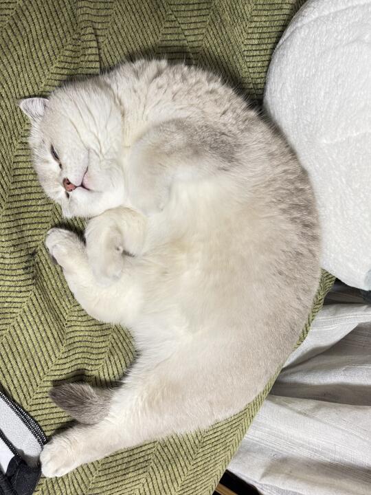 起猛了，沙发上有个大虾球