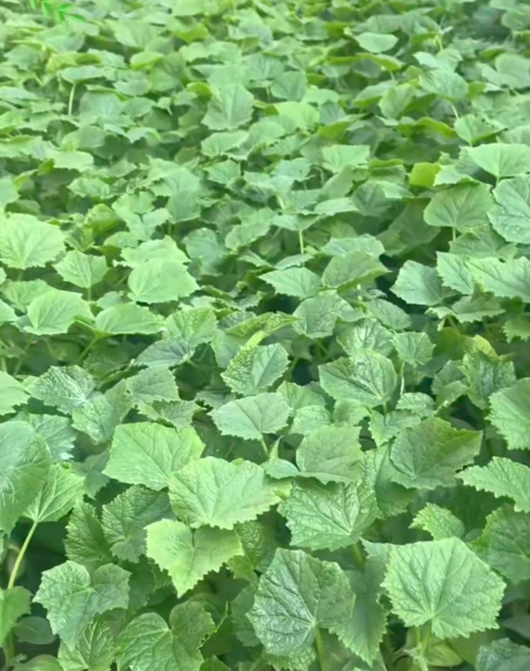 贪小便宜的人你见过有多过分的？
这过了清明节，就该开始种菜了，我们这有一个队里很