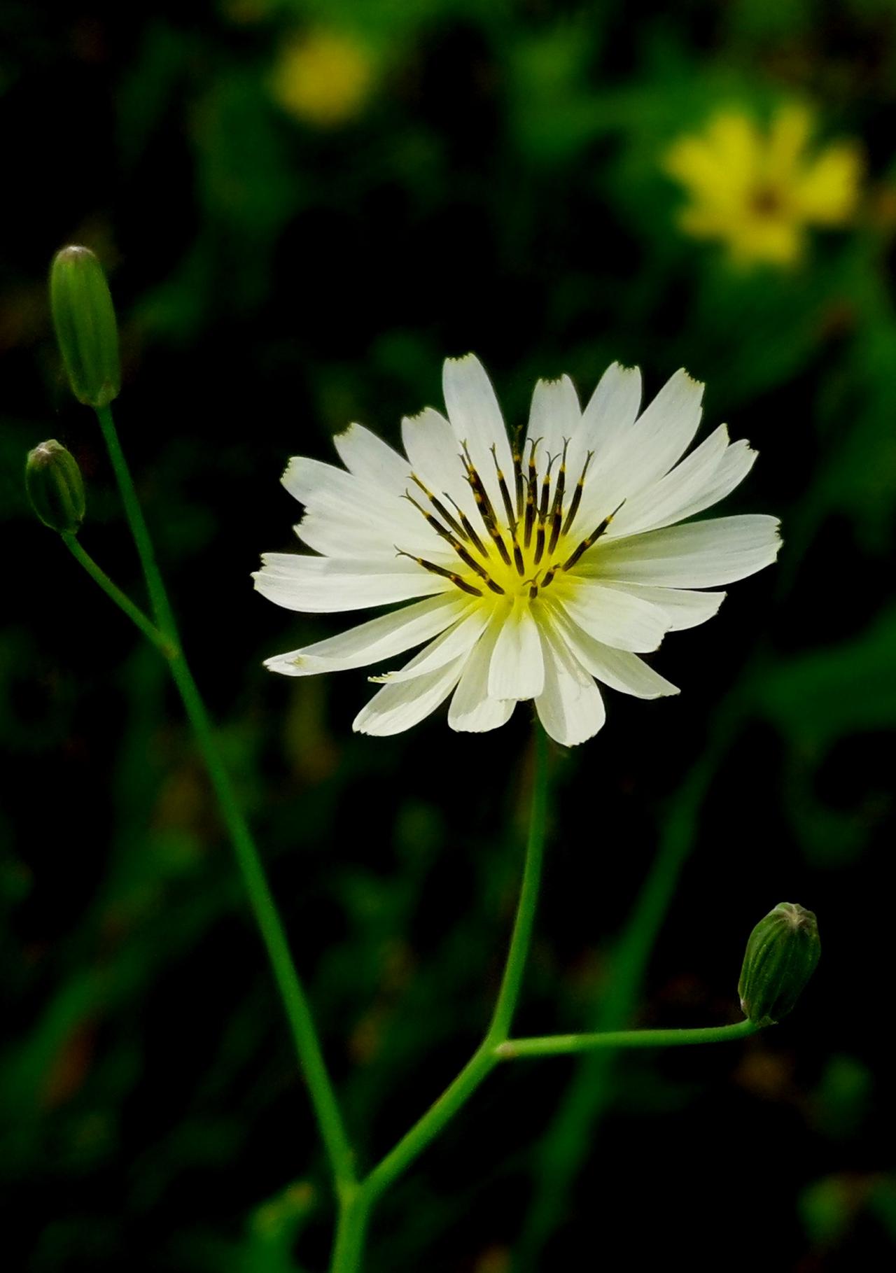 在田野路旁、山坡林缘乃至城市街角的荒地上，常常能看到一种不起眼的小黄花默默绽放。
