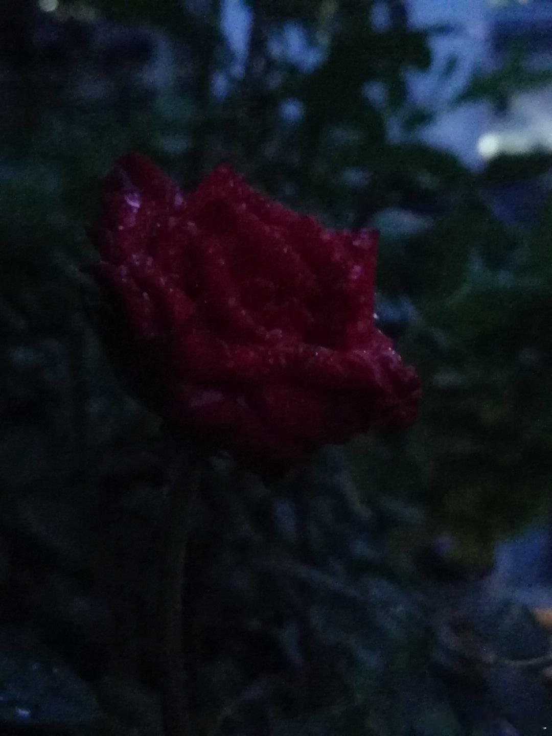 生活手记天黑了才想起来给花留个影，勉勉强强 