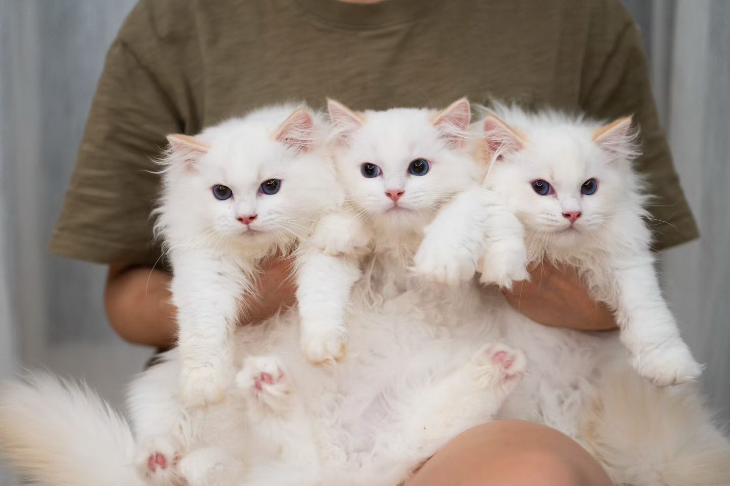 三胞胎，猫妈的毕业作品看面相能猜出哪个最乖，哪个最皮，哪个乖和皮中间的 ​​​