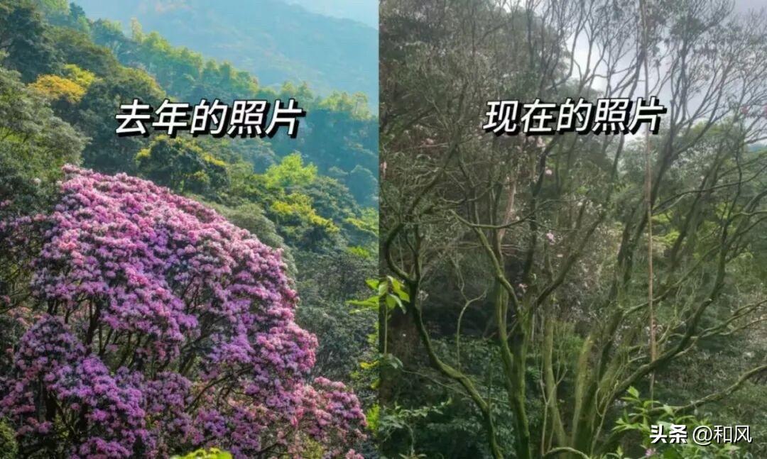 不要为了这棵杜鹃王白跑一趟了，今年它没有开花，这里面还有深圳人温情的一面。

春