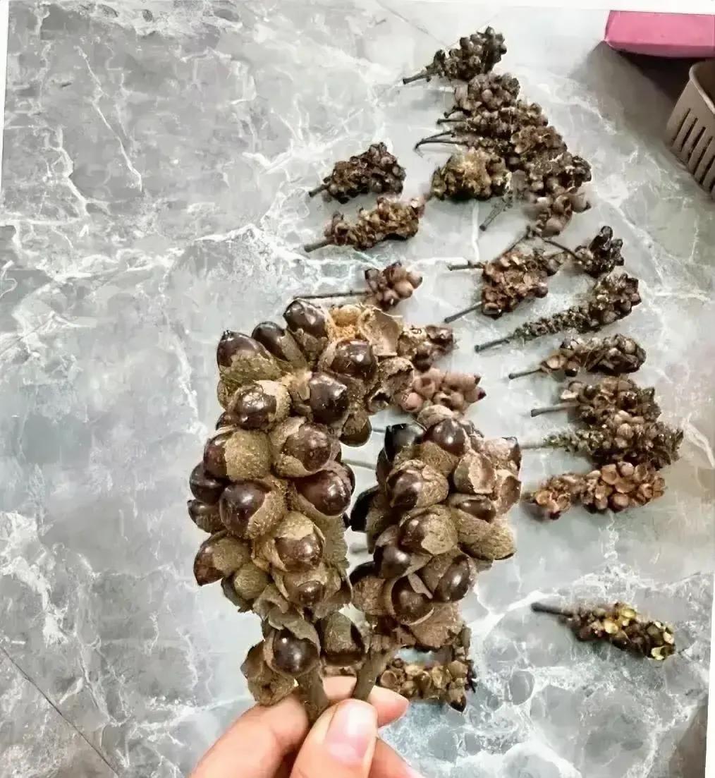 嫂子从老家拎回一袋野果，进门就点火开炒，满屋坚果香。
我咬了一口发照片问网友叫啥