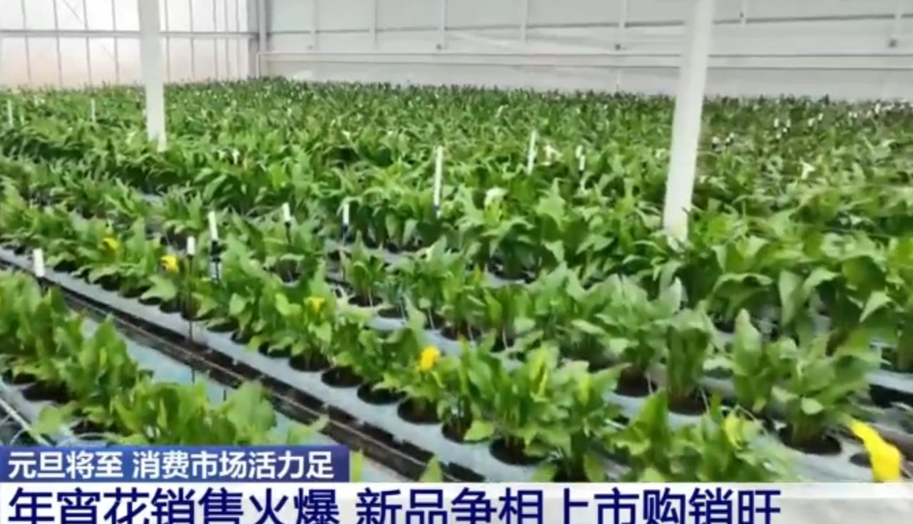 元旦的脚步临近，年宵花市场迎来产销旺季。温室里成片花苗长势繁茂，香槟玫瑰等鲜切花