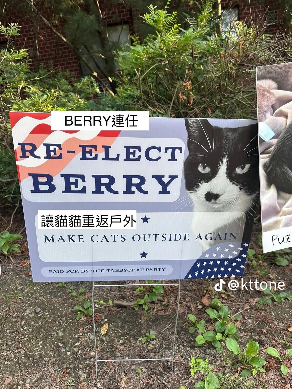 猫猫竞选市长宣语！(ง •̀-•́)งmeme ​​​