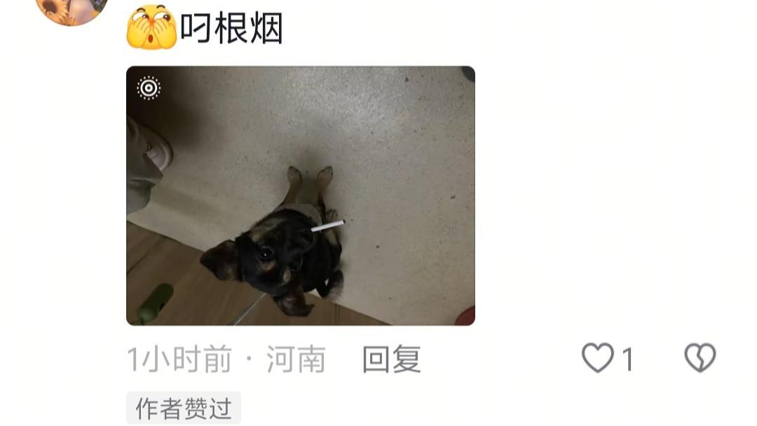 小狗做错了神马[吐]15257 ​​​