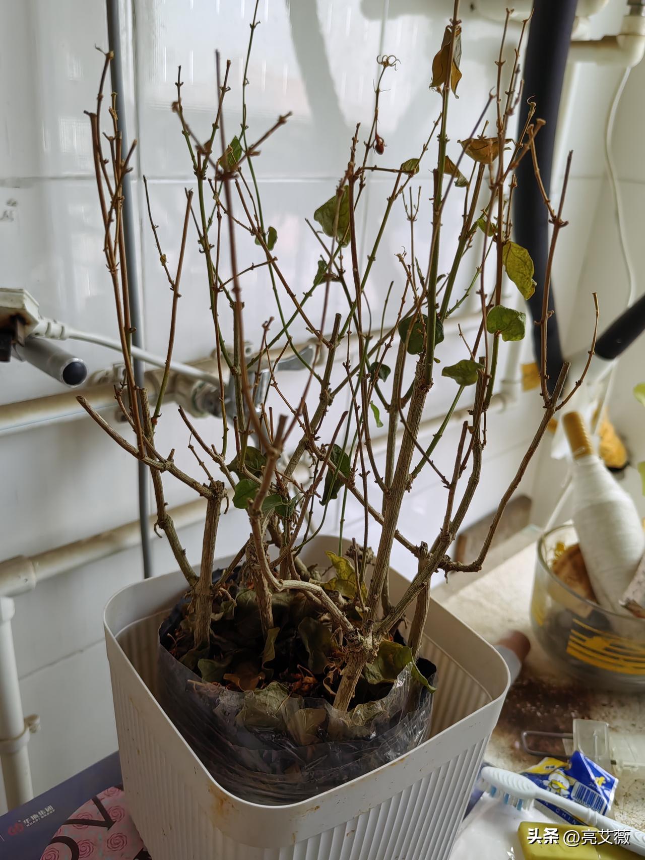 千万不能在网上买植物我买了三次两次上当受骗.
我喜欢上购物以后,看到直播间买的茉