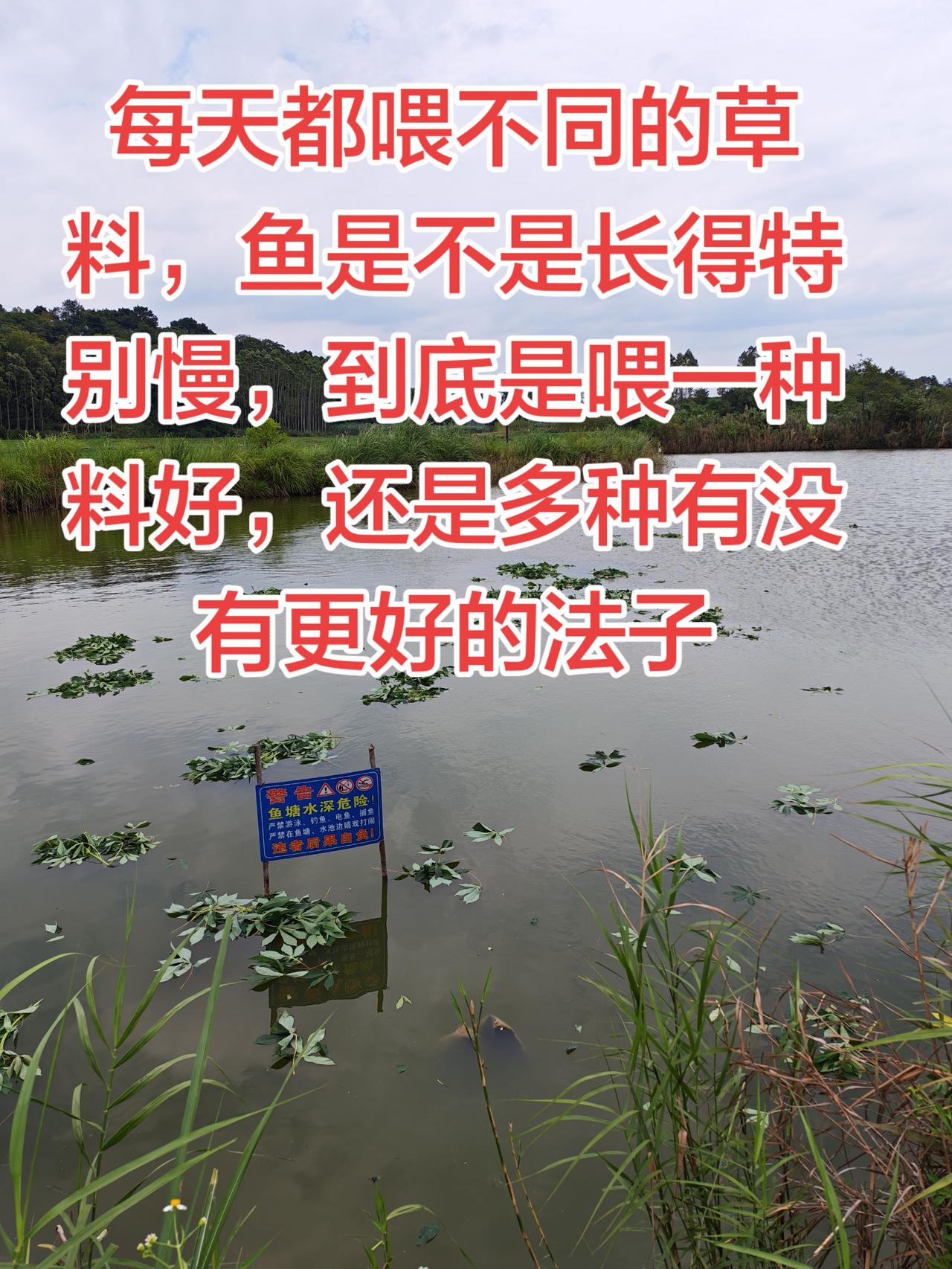 草鱼到底喂什么料好养鱼日记 草鱼 农村生活