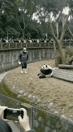 国宝不高兴了？饲养员一个骚操作，熊猫当场笑翻！
 
有只小家伙没精打采地啃着食物