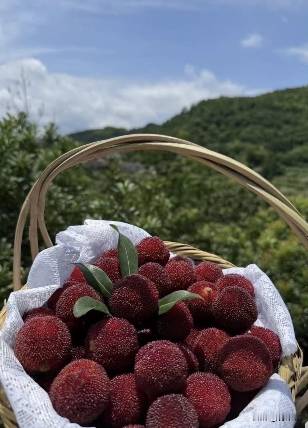 如何看待杨梅市场的乱象现在杨梅市场真够乱的，少数黑心商贩为多赚钱，用违禁防腐剂和