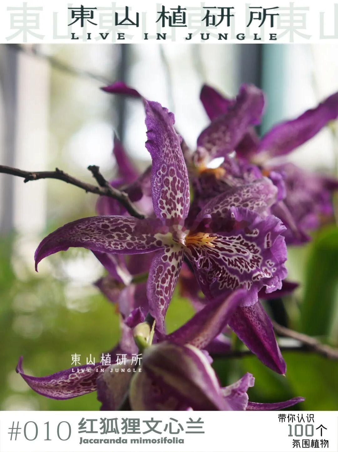 红狐狸文心兰| 狂野妖娆 自带豹纹的兰花