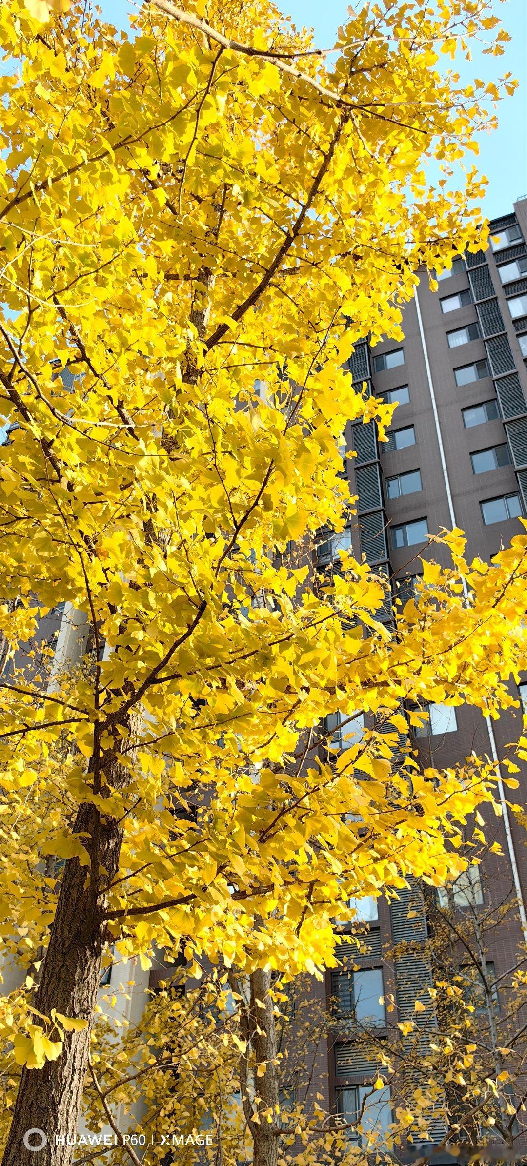 北京满大街的银杏树为啥还濒危北京的秋天已接近尾声，一场秋雨一场寒，一阵秋风，一层