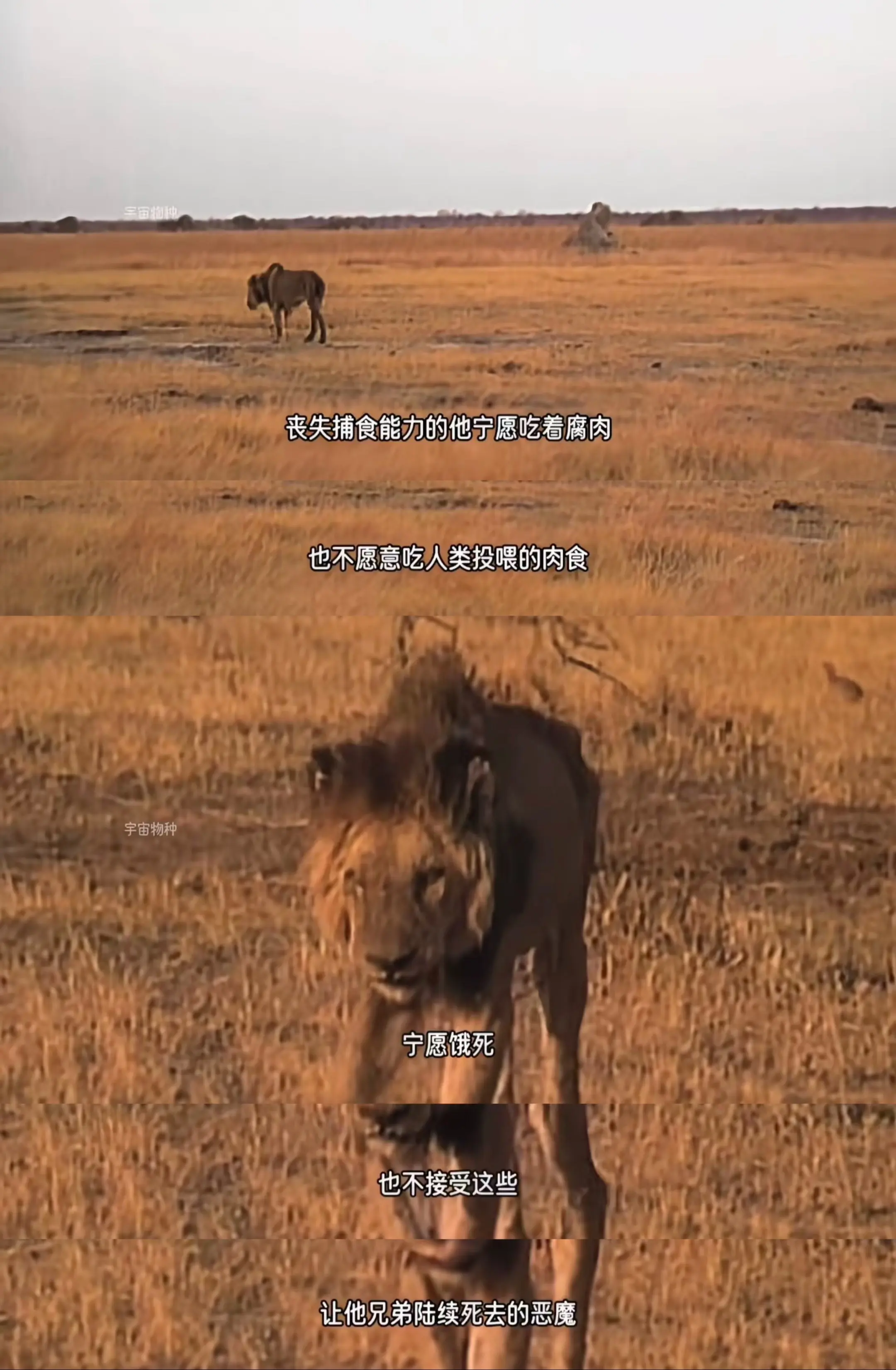 后劲太大了 意难平 怪尾巴撒旦我的小5小6啊啊啊啊 从小就没分开过 看...