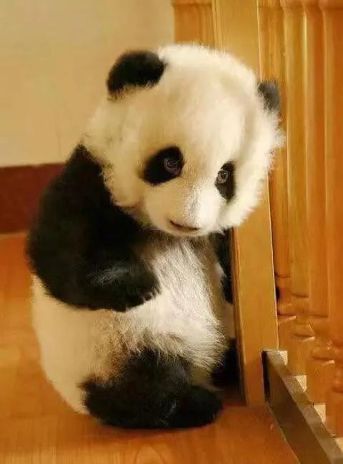 #熊猫到底多可爱# 瞬间被治愈，今天的好心情是你给的，可爱的不要不要的宝贝我就问