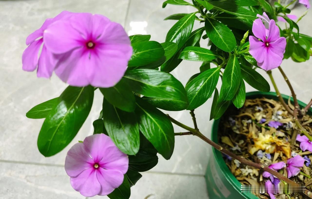 这首诗颈联为两句字谜（各打一字）最先猜对的送本人书法一副。
七律｜有花天天开（又