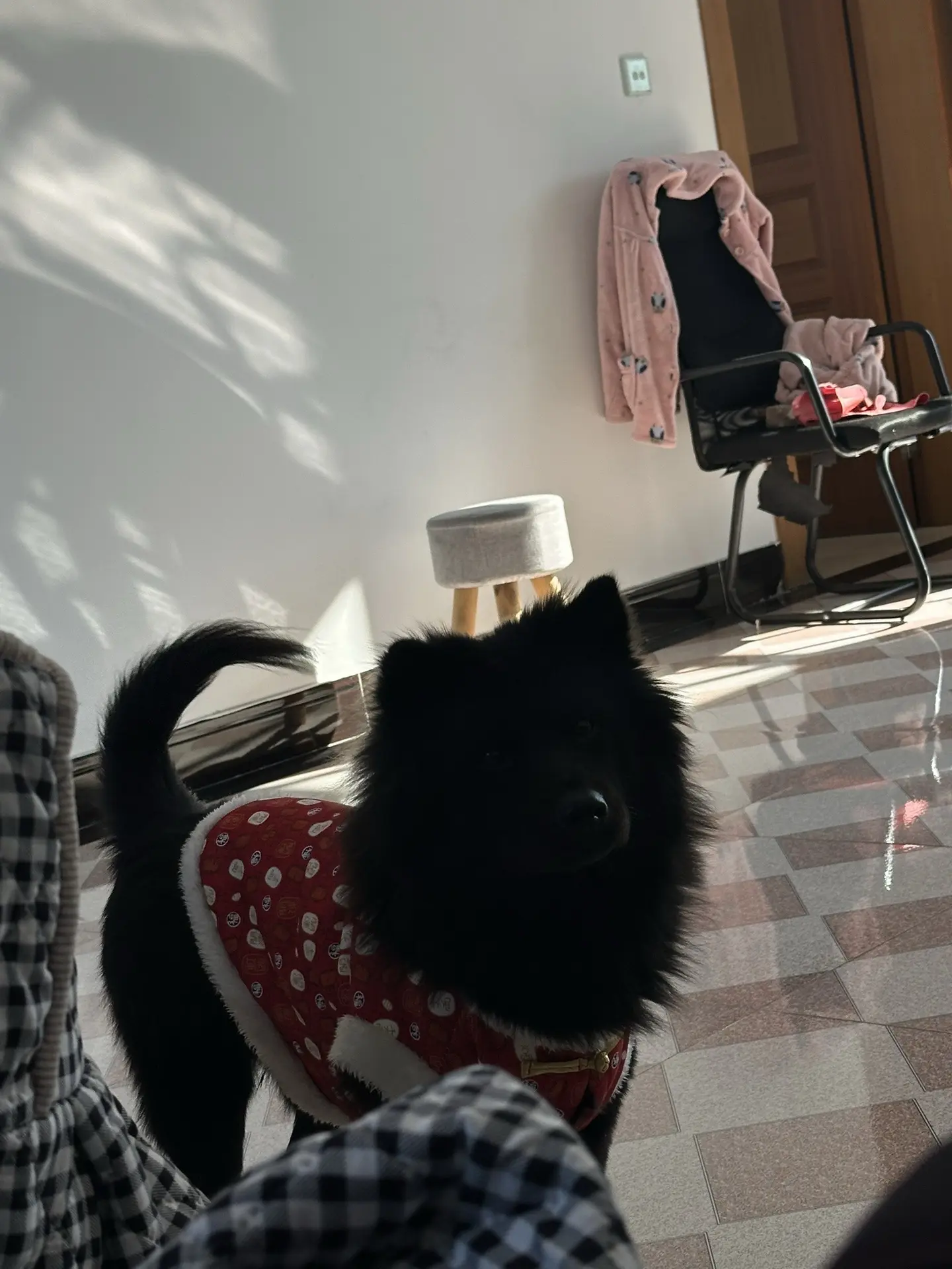 小黑狗 五黑犬