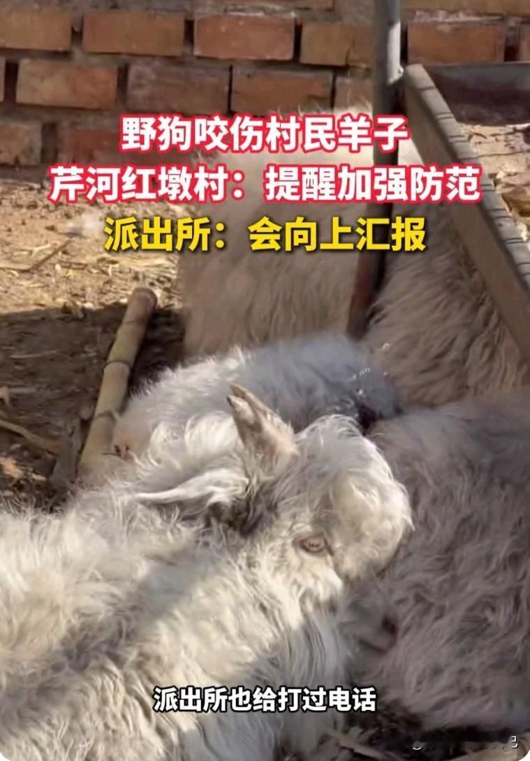 🔥榆林榆阳人紧急注意！芹河镇红墩村出大事了！
 
有村民家里的羊直接被野狗咬伤