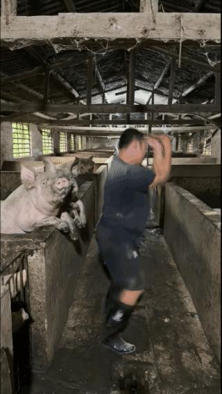 美食音乐伴舞，
这里的猪真快乐！