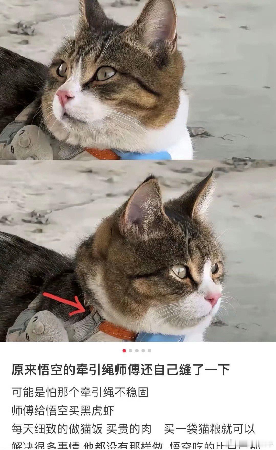 网红猫 悬赏击杀之前听到悟空因为遭遇投毒而离世的消息，我那时还特希望是个意外，意