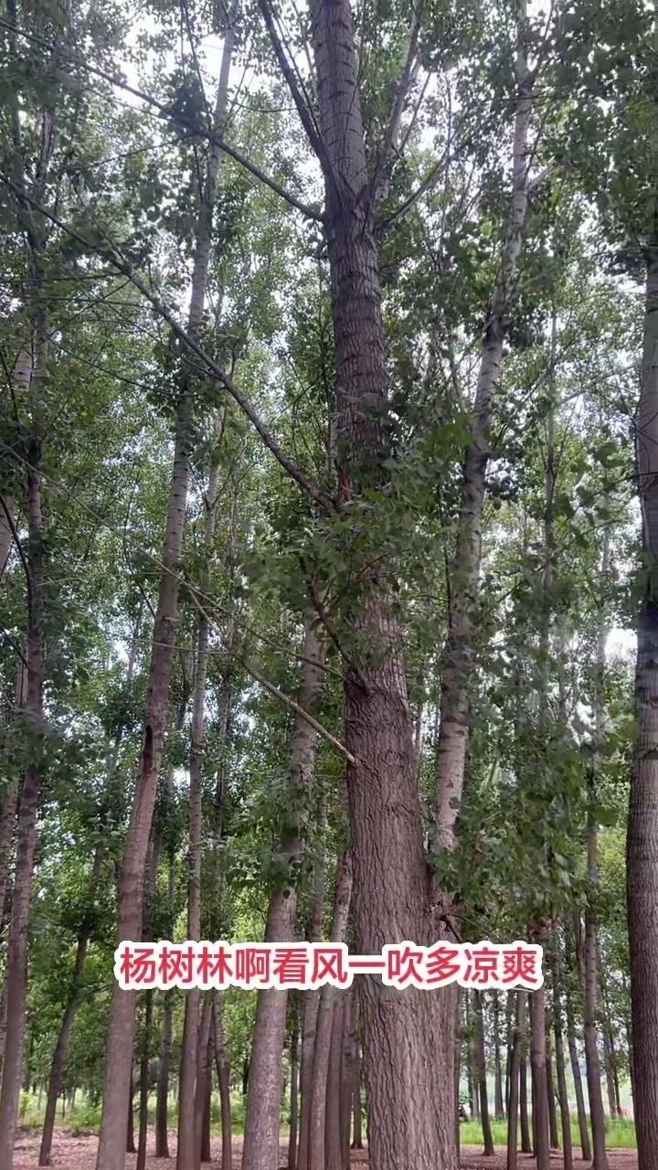 杨树林下风声清爽，马蹄鸟（蚂叽鸟）在林间穿梭，对面湖水平静如镜。这里的风、鸟、水