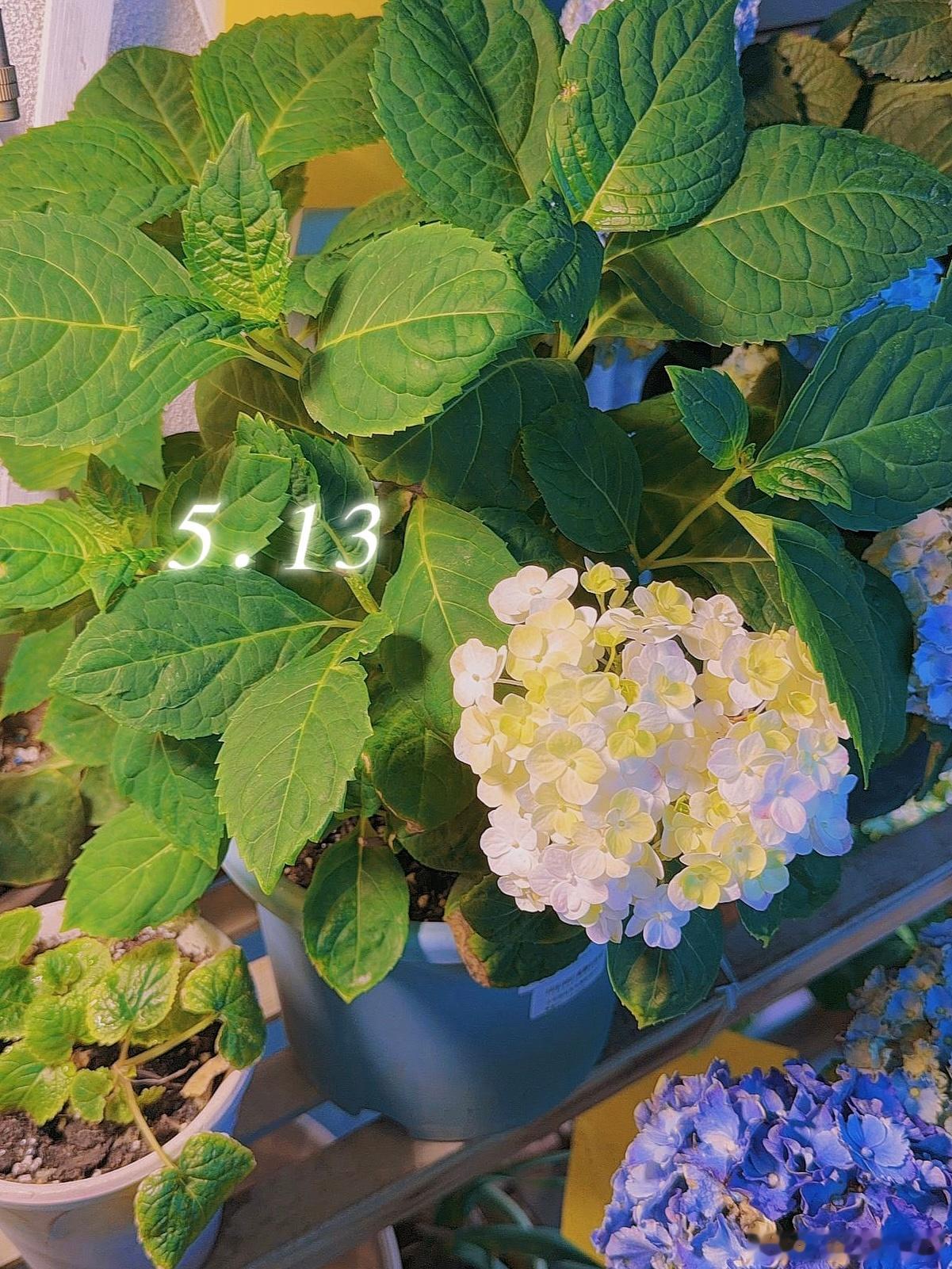 无尽夏新娘的开花变色过程：四月底五月初初开，刚开始浅绿慢慢变白，后来会根据水的酸