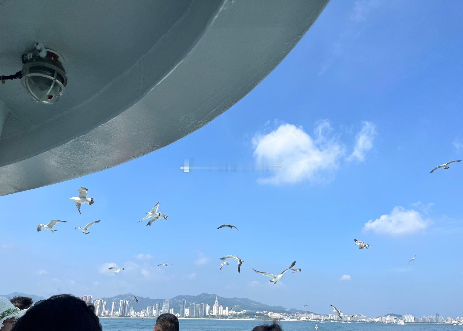 海鸥，一种随船小狗🐕 