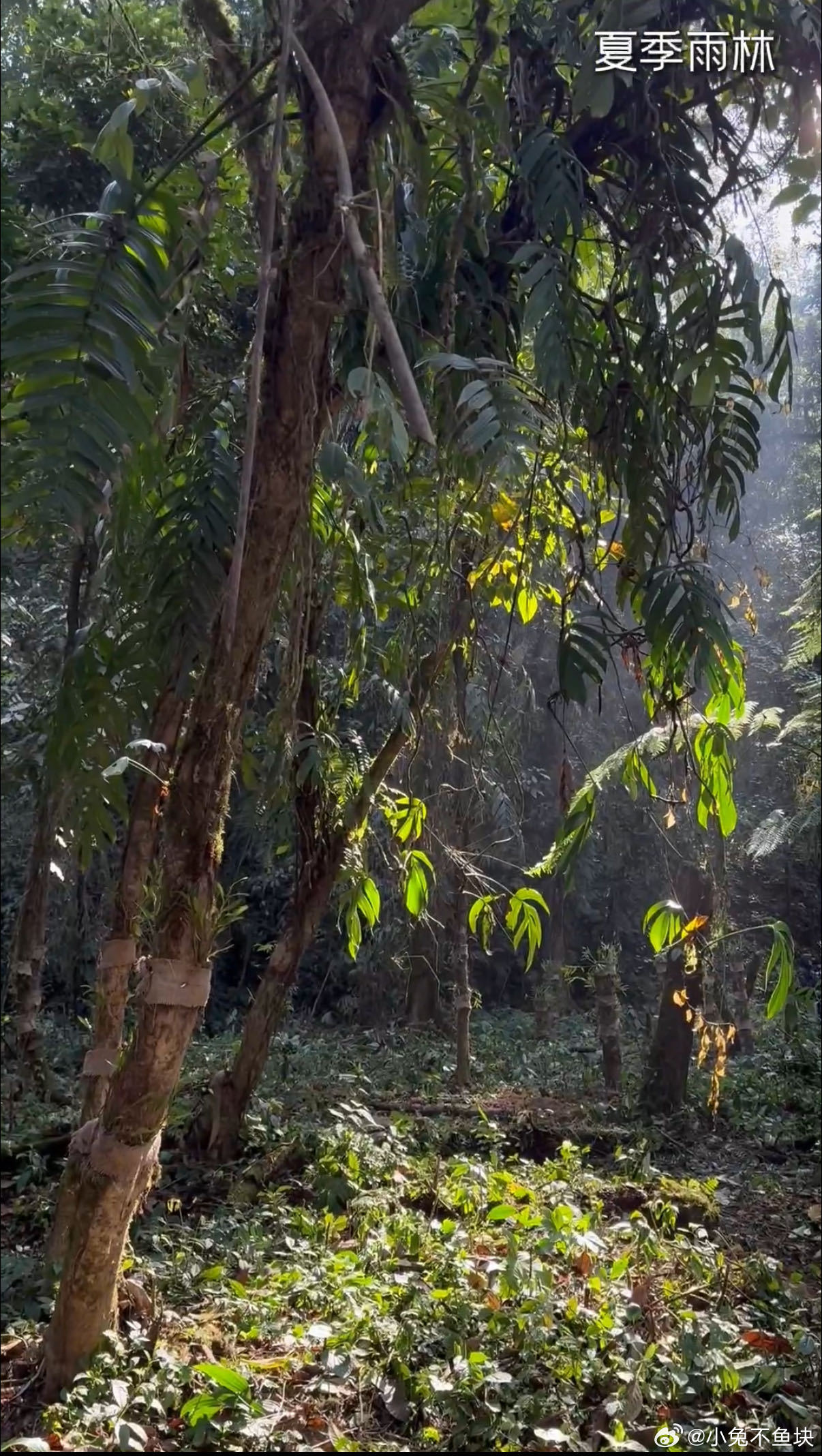 种地吧带你在墨脱一日看四季种地吧 以前对墨脱没什么概念，看完这期直接心动，一日看