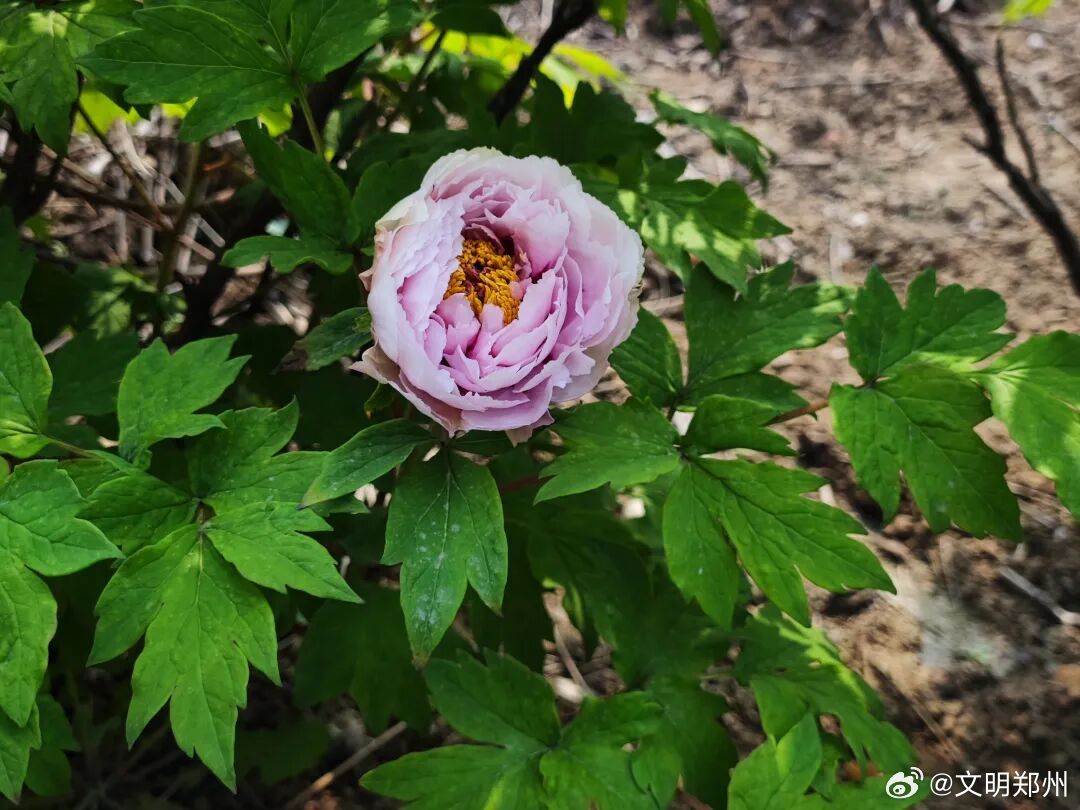 【快来打卡！郑州碧沙岗公园7000余株牡丹盛开】近日，郑州碧沙岗公园牡丹园内春意