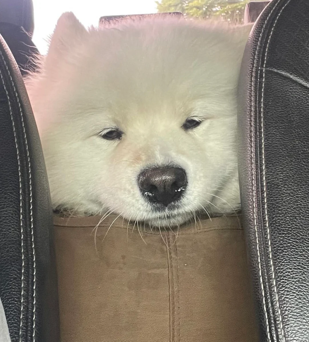 少耶:我应该在车底，不应该在车里当单身狗