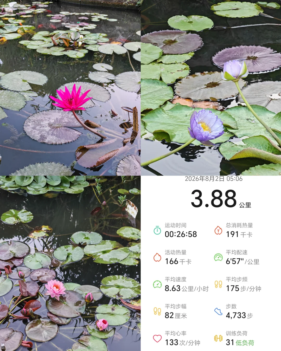 今日主题睡莲