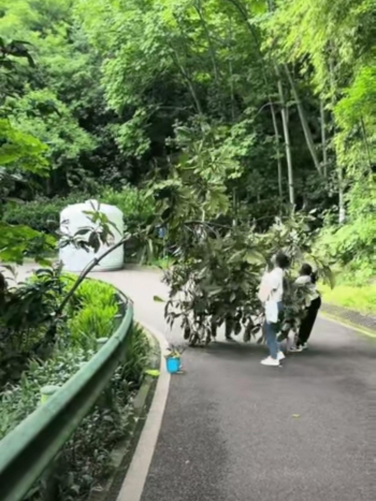 几颗青枇杷，一棵长了十多年的树，就这么被掰弯了！5月4日，重庆照母山森林公园，两