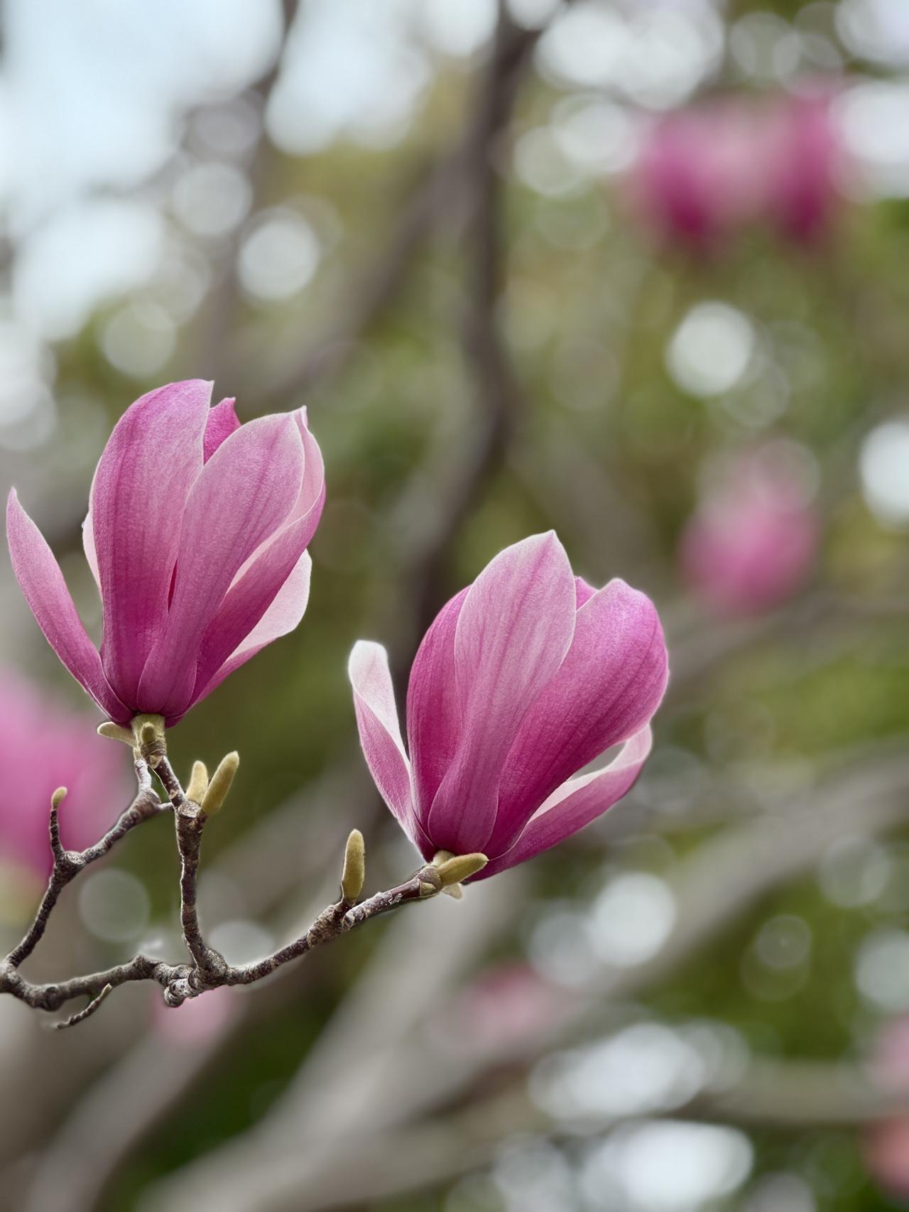 玉兰花随手拍随手一拍，玉兰清雅绽放，素白温婉，满是春日温柔。