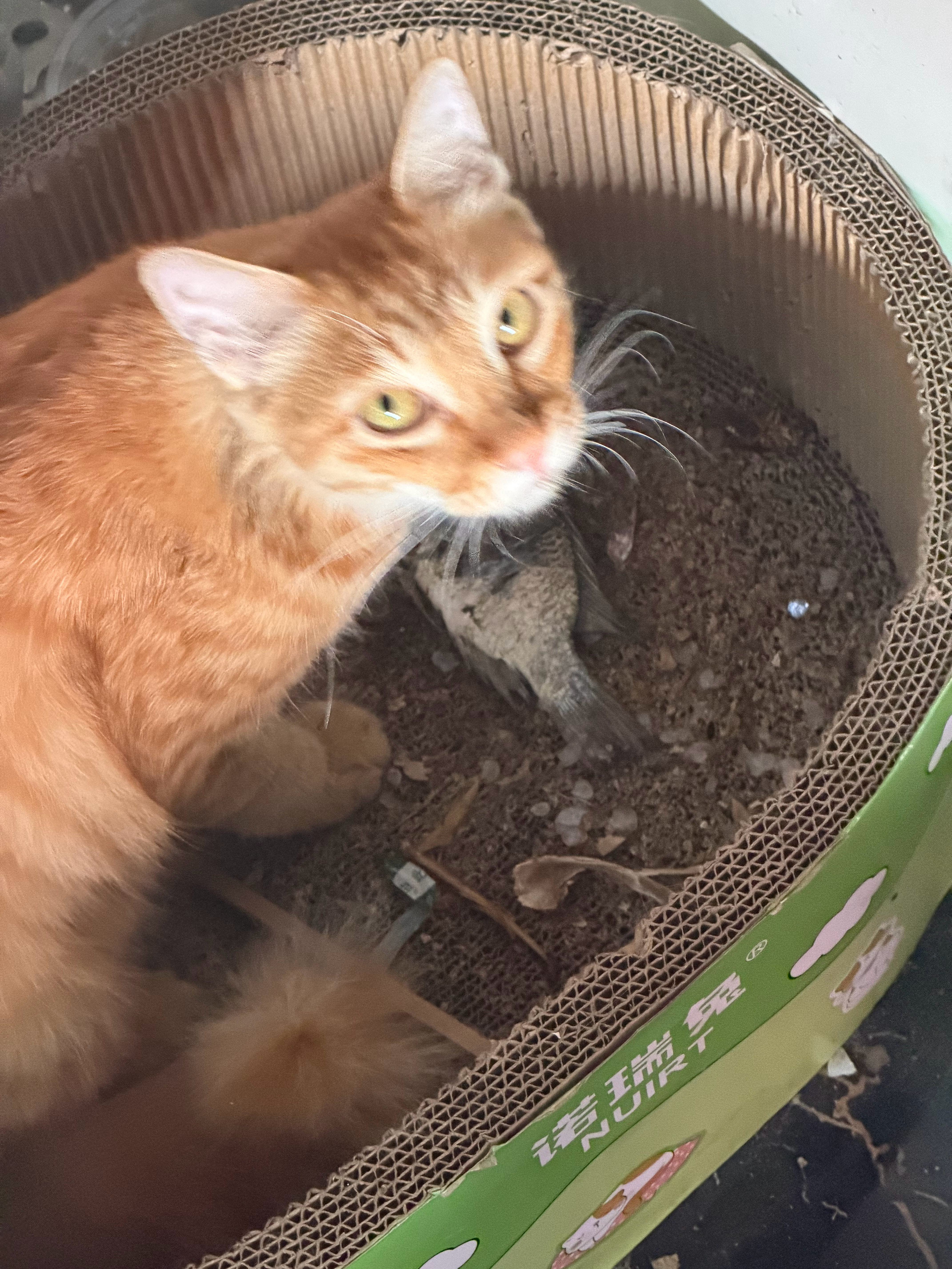 我们同行养猫的方式好野蛮 