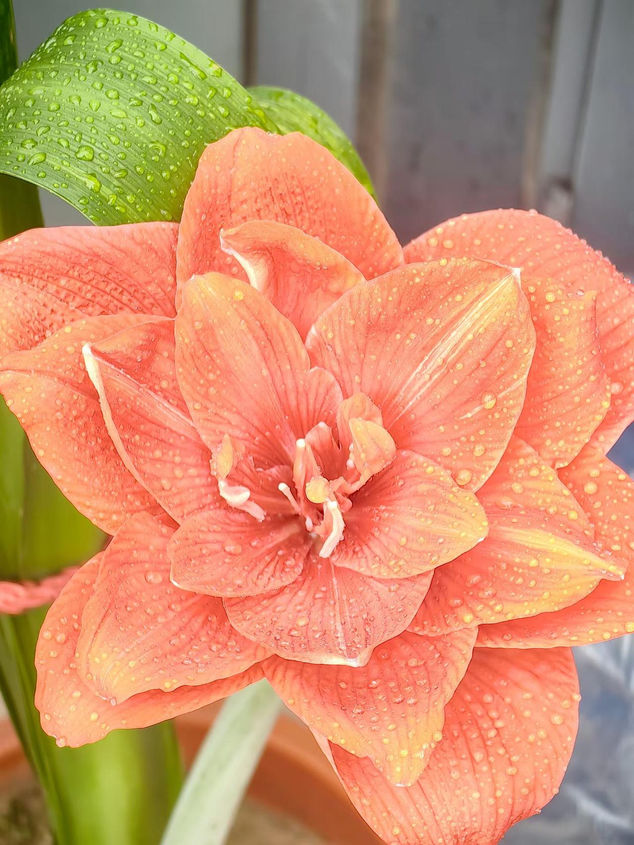 花香四溢,花能让人忘却烦恼吗?
花香四溢时，花确能让人暂时忘却烦恼。每每走过唐山