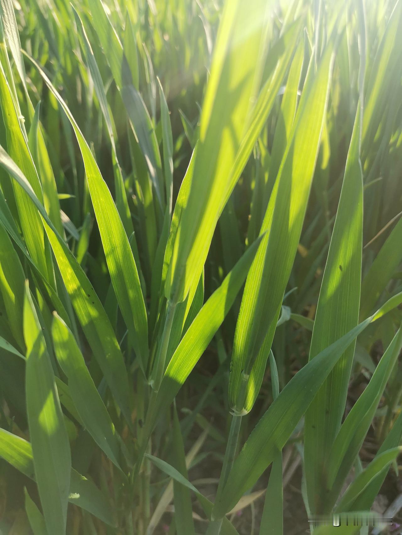 桃花谢了，这春天就要过去了。
       在山东，蜜桃、冬桃，各种桃层出不穷，