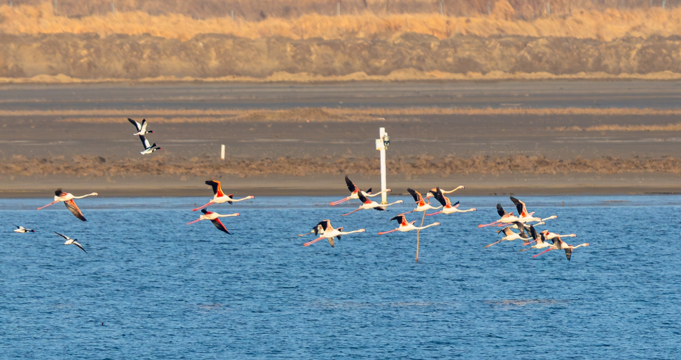 2026我的动物朋友 赴一场天际粉红之约💕火烈鸟舒展双翅掠过湛蓝水面恍若202
