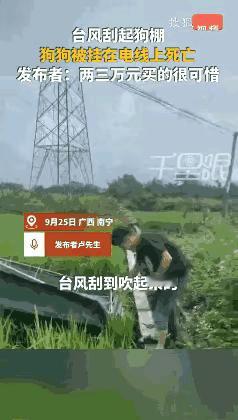 9月25日，广西北流，一男子将狗拴在帐篷里看田，结果受到台风的影响，40斤重的狗