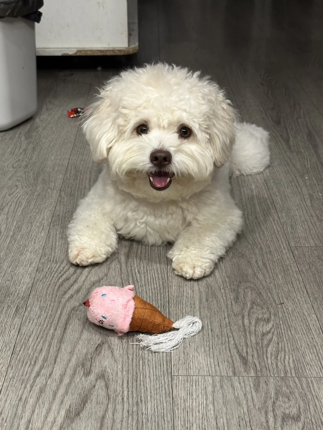 人、小狗请你吃冰淇淋🍦