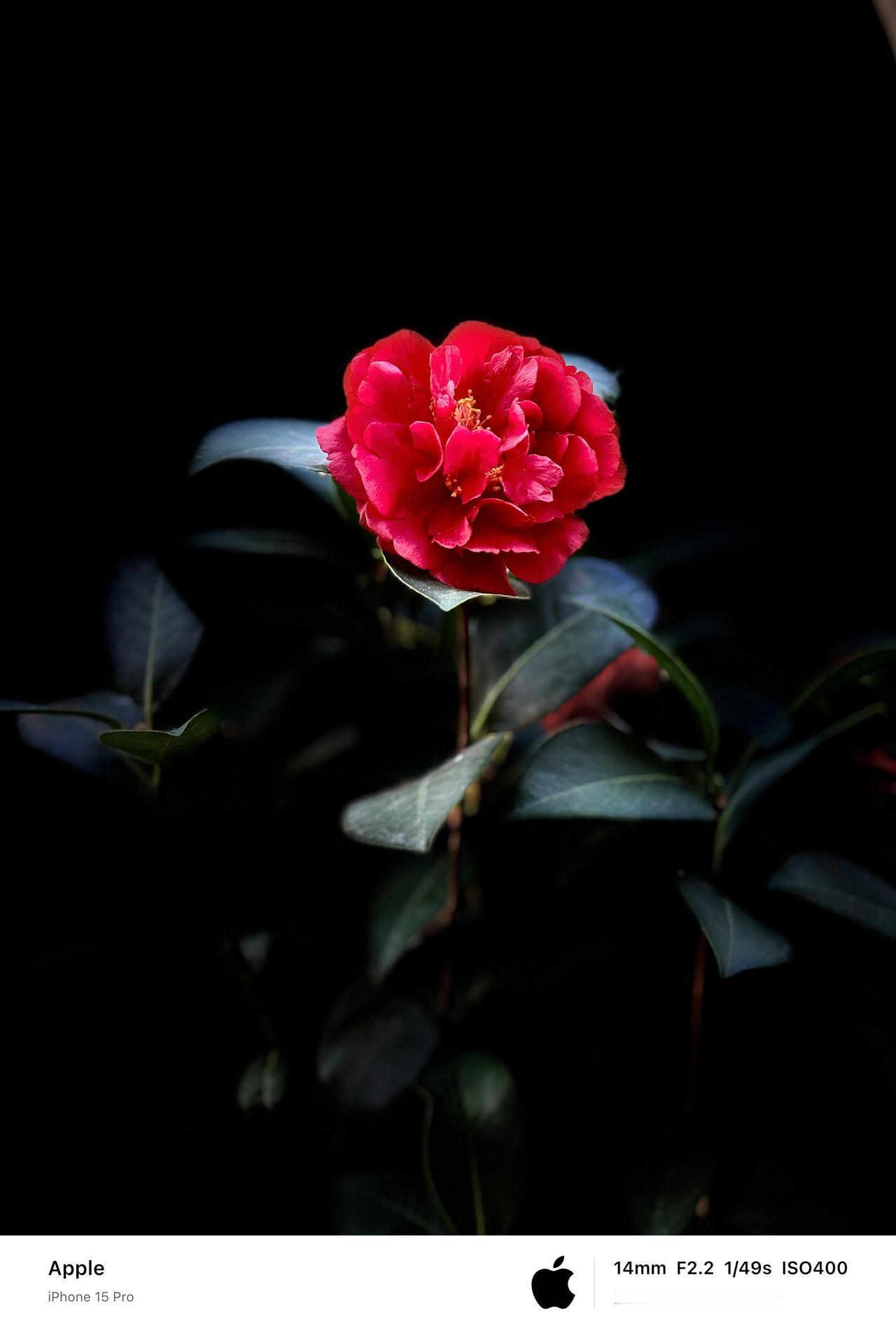 又到一年茶花盛开的季节。茶花醉美