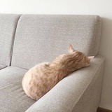 阿莲逛逛职场