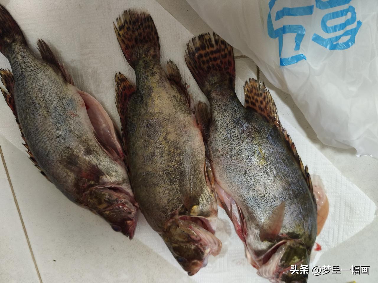 今天盒马大桂鱼又被我兜底了，自从盒马有了前置仓后我家每天都线上下单不断，几个小哥