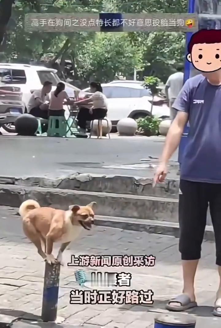 网友偶遇小狗上才艺，听主人命令乖巧跳上路桩。
上游新闻。
网友：高手在狗间，站起