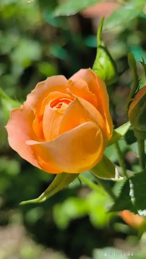 巷口的老陈和老伴儿，过了大半辈子还像刚结婚似的。每天清晨，老陈会拎着豆浆油条回来