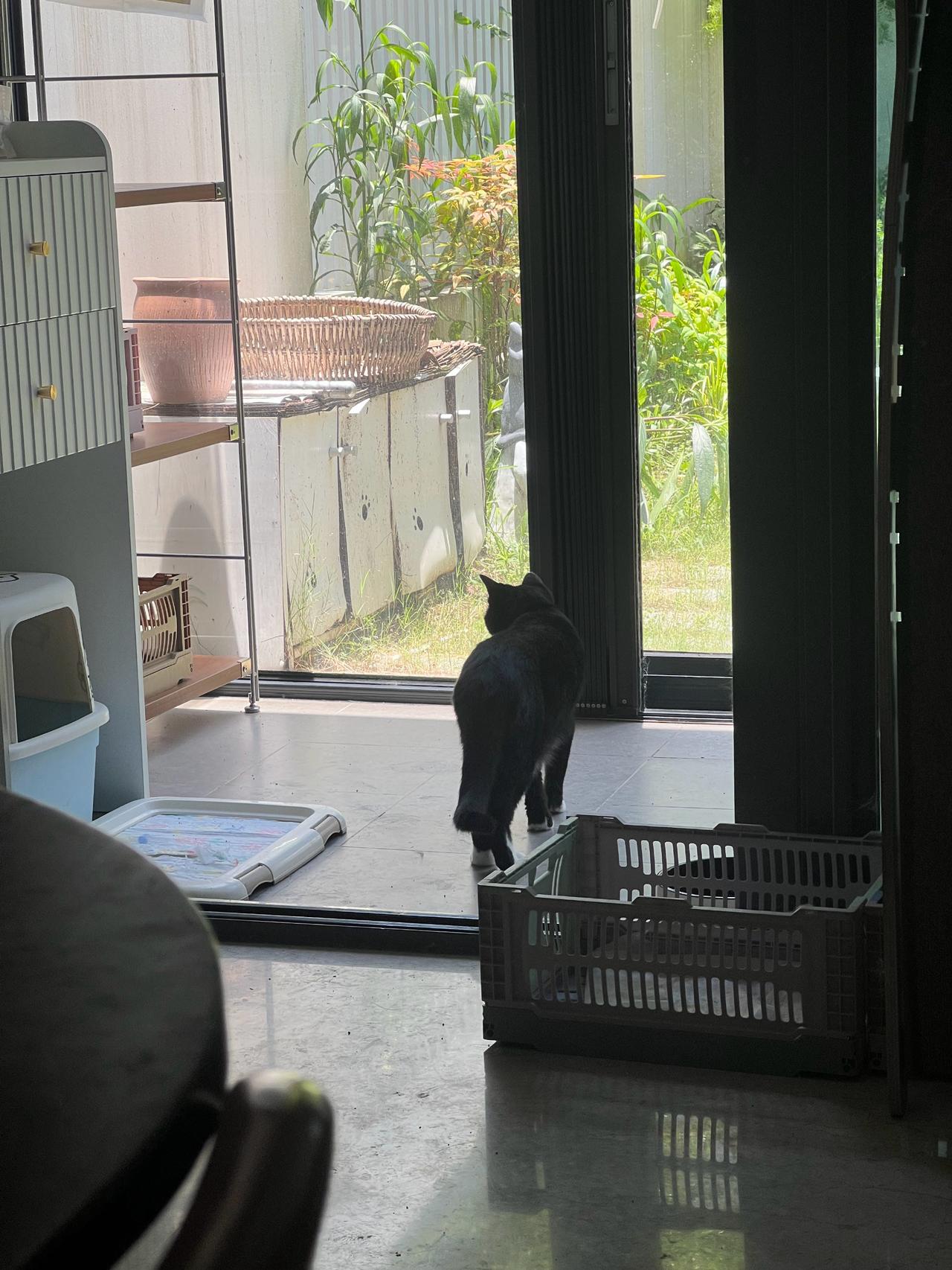 台风将至，黑猫警长开启家庭安全常态化巡逻模式
并实时监测家庭成员的行动轨迹，确保