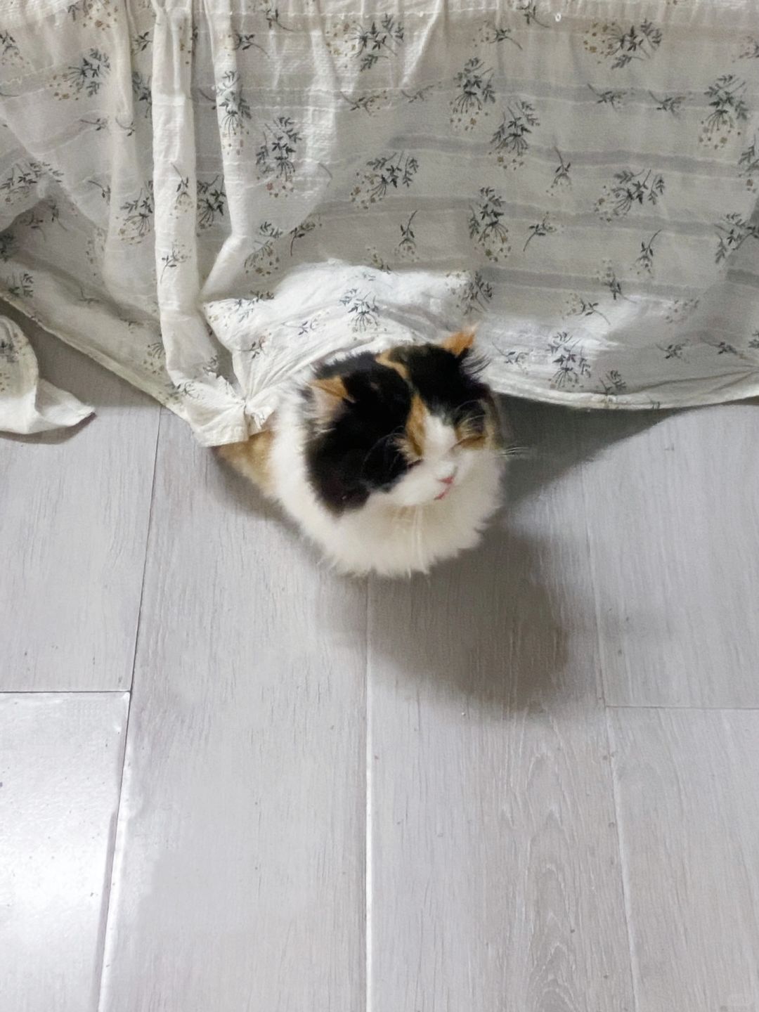 偷吃了我的晚餐后她的表情……