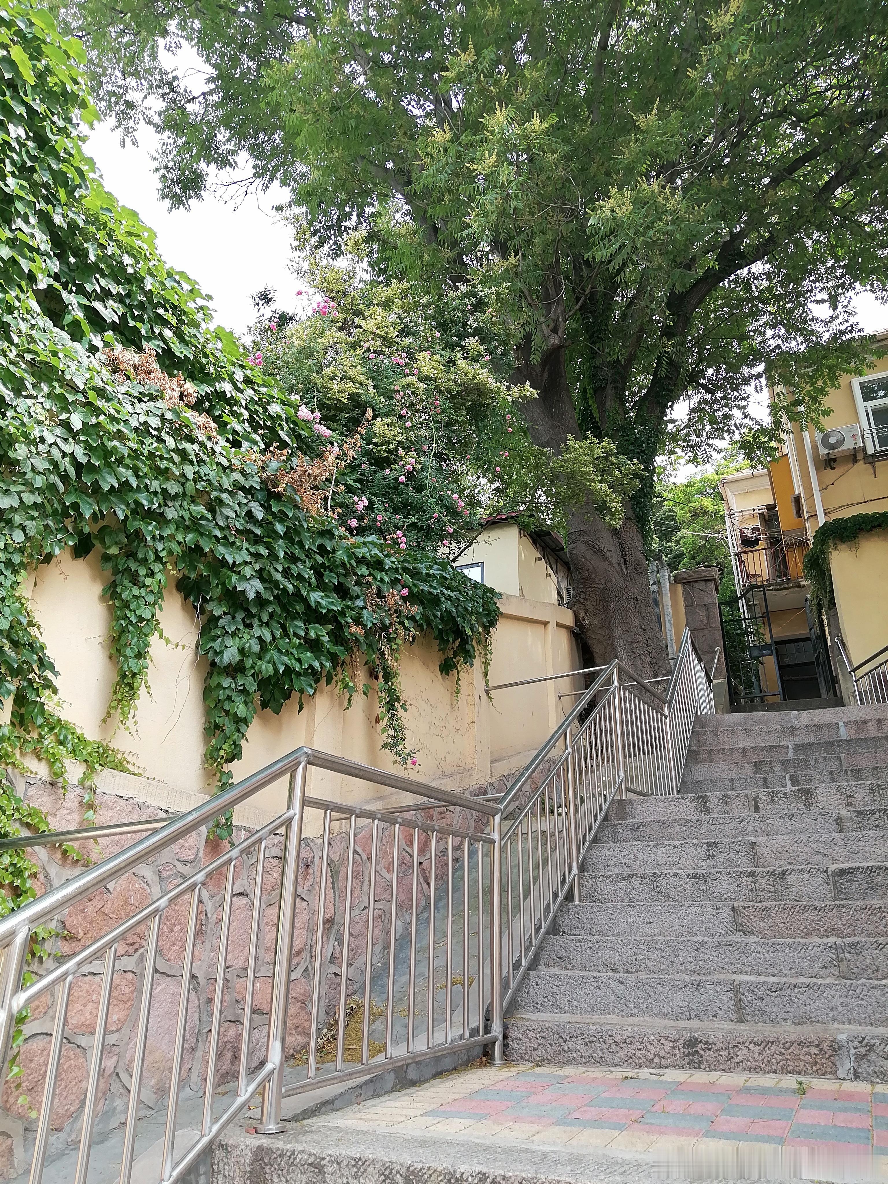 任嘉伦 原来青岛都是这样式的，你当然不怕百步坡啦