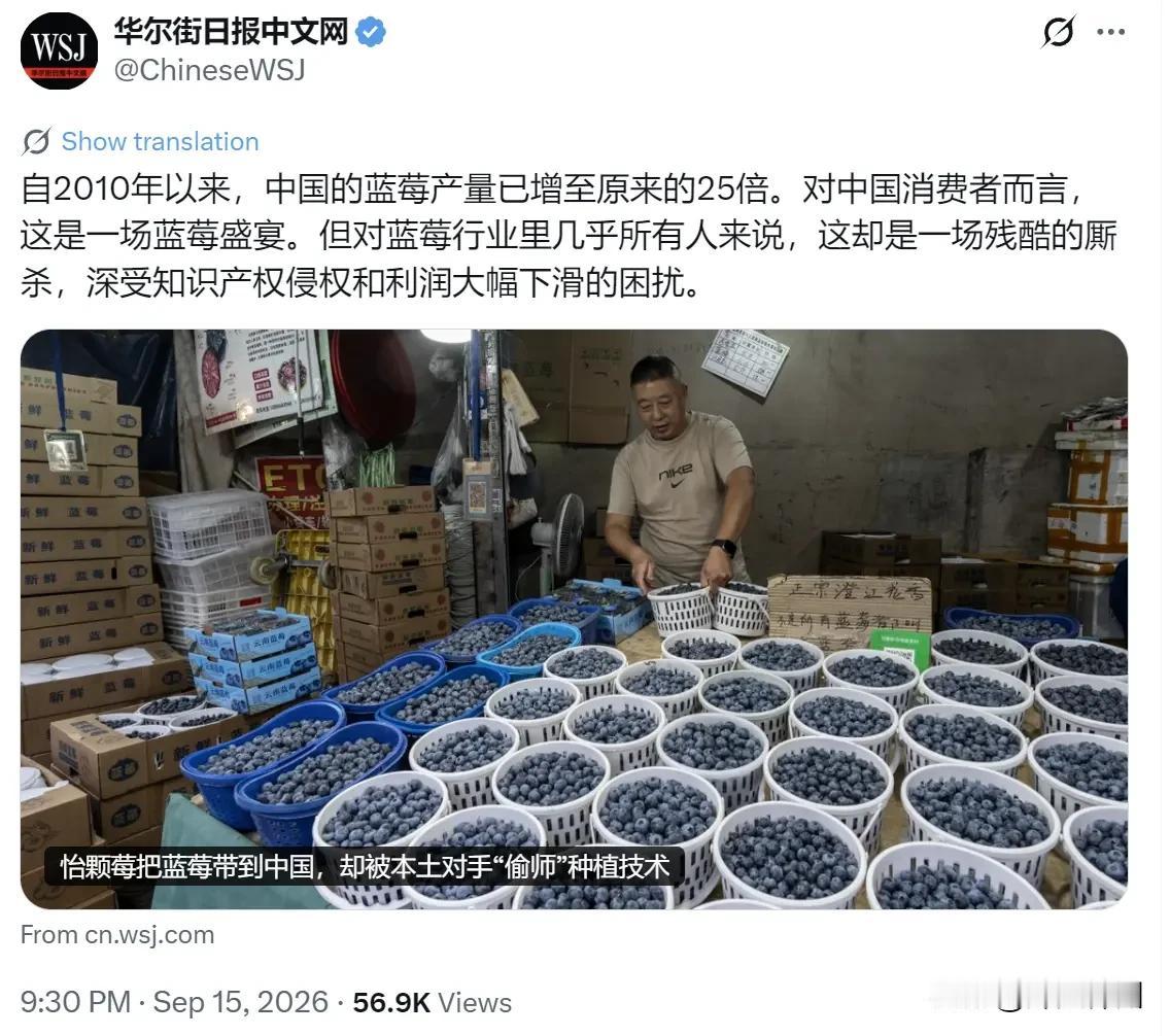 华尔街日报中文网昨晚（9月15日晚）写道：“自2010年以来，中国的蓝莓产量已增